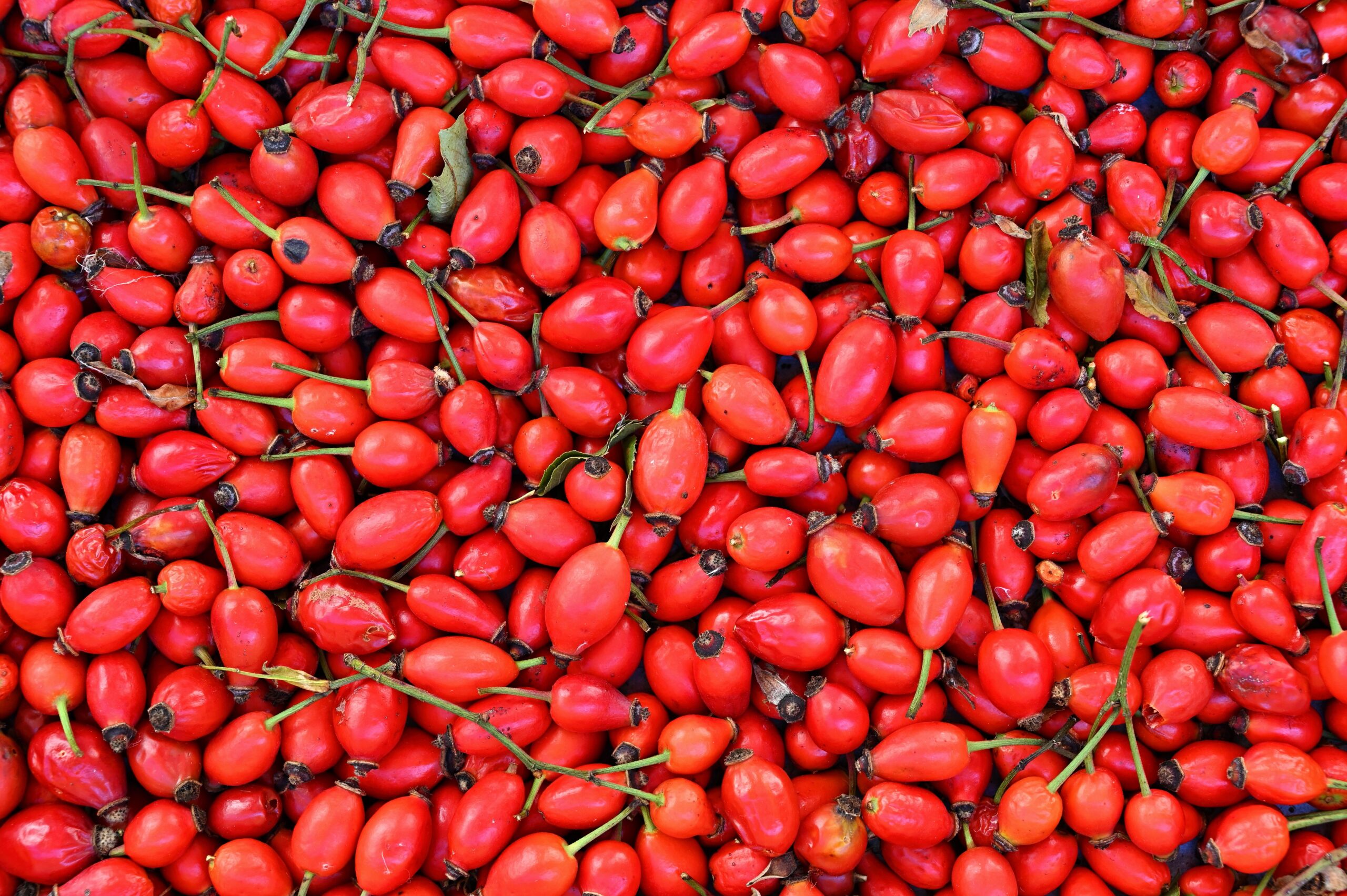 Rose Hip Jam (LI KOOÑFECHEUR DI BATOOÑ’D ROOZH)